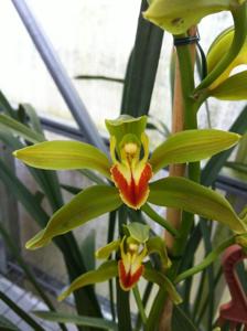 Cymbidium lowianum