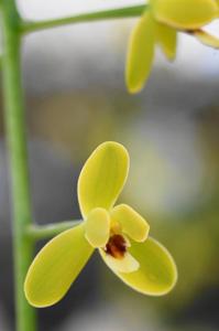 Cymbidium madidum