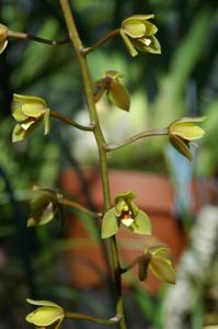 Cymbidium madidum