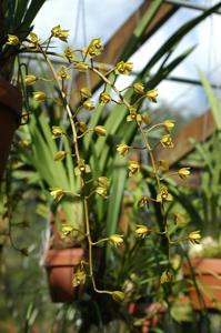 Cymbidium madidum