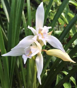 Cymbidium mastersii