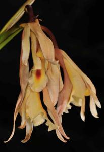 Cymbidium mastersii