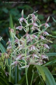 Cymbidium munronianum