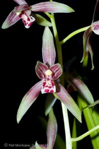 Cymbidium munronianum