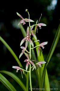 Cymbidium munronianum