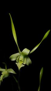 Dendrobium archipelagense