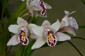 Cymbidium sanderae