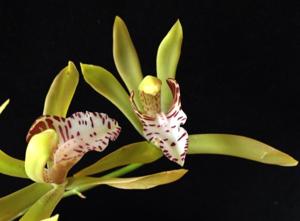 Cymbidium tigrinum