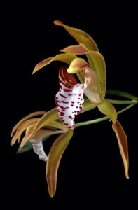 Cymbidium tigrinum