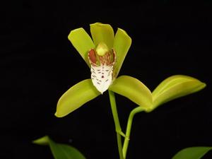 Cymbidium tigrinum