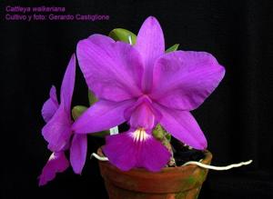 Cattleya walkeriana