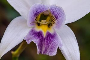 Laelia anceps