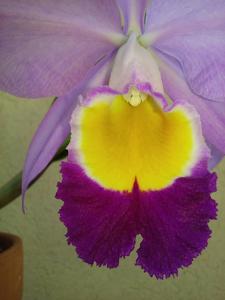 Cattleya wallisii