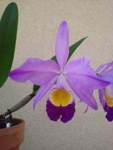 Cattleya wallisii