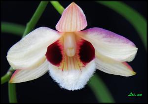 Dendrobium pulchellum