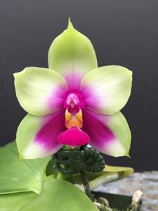 Phalaenopsis bellina