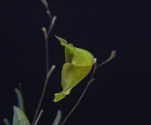 Lepanthes escobariana