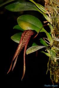 Bulbophyllum longisepalum