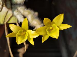 Dendrobium senile