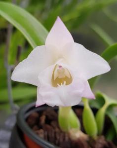 Cattleya alaorii