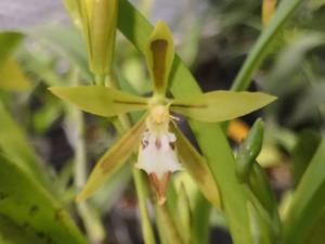 Oncidium dracoceps