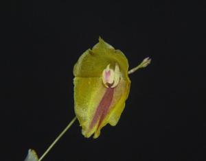 Lepanthes escobariana