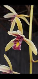 Cymbidium aloifolium