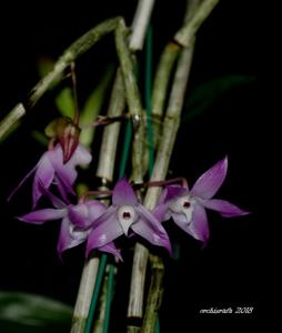 Dendrobium aduncum