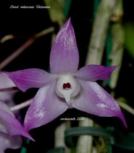 Dendrobium aduncum