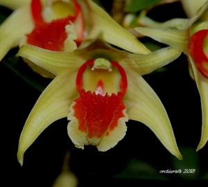 Dendrobium suzukii