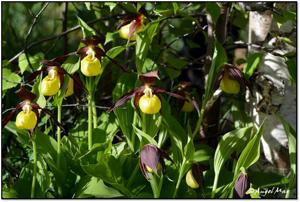 Cypripedium calceolus