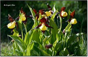 Cypripedium calceolus