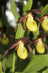 Cypripedium calceolus