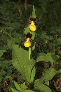 Cypripedium calceolus