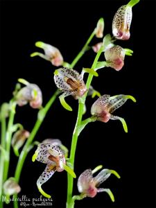 Masdevallia pachyura