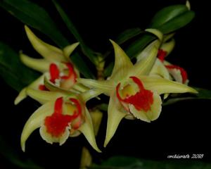 Dendrobium suzukii