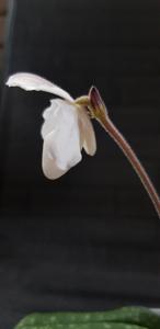 Paphiopedilum niveum