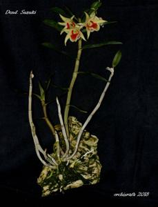 Dendrobium suzukii