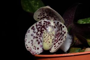 Paphiopedilum bellatulum