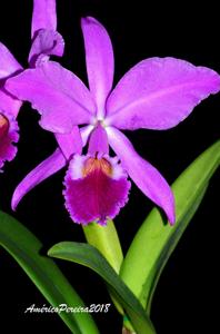 Cattleya labiata