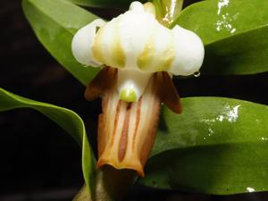 Dendrobium ellipsophyllum