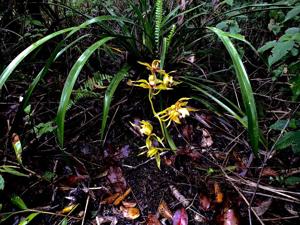 Cymbidium lowianum