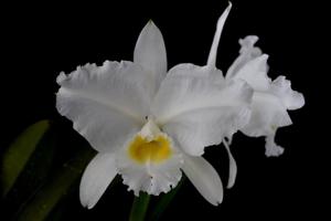 Cattleya lueddemanniana