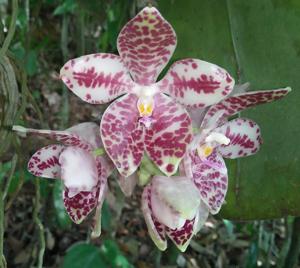 Phalaenopsis gigantea