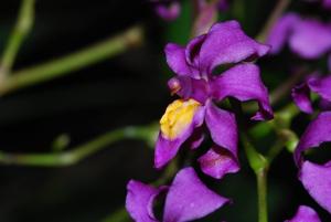 Cyrtochilum edwardii