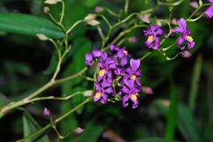 Cyrtochilum edwardii