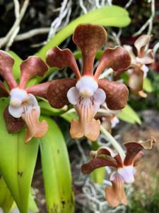 Vanda brunnea