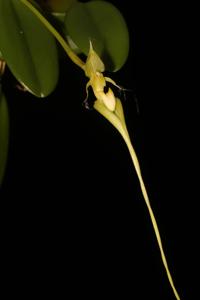 Bulbophyllum appendiculatum