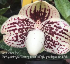 Paphiopedilum godefroyae