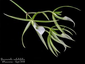 Brassavola subulifolia